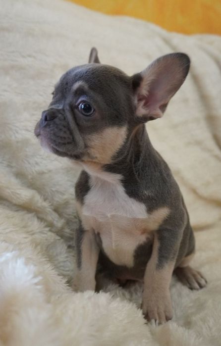 Bulldog francês porte pequeno