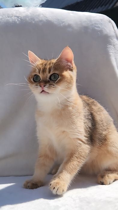 Шотландське кошеня золота шиншила