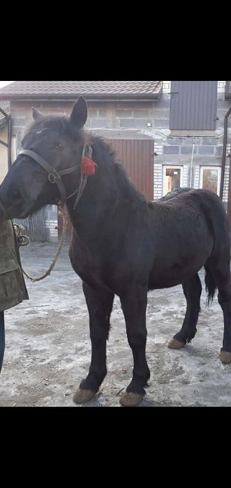 Sprzedam źrebicę zimnokrwistą