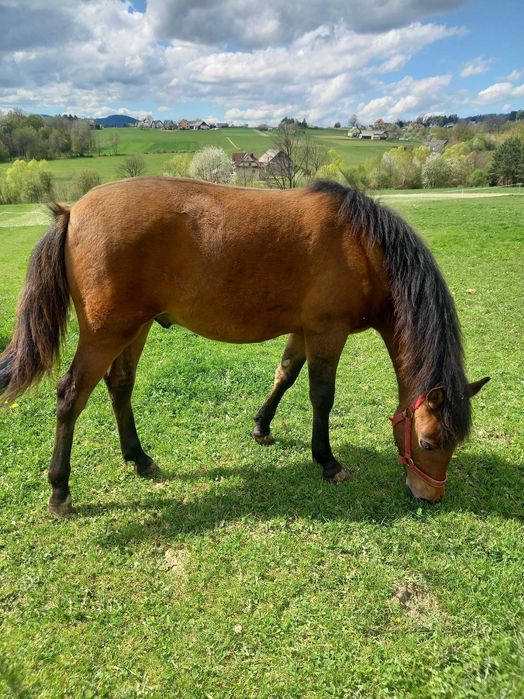 Wałach huculski, 1,5 roczny  Hucuł