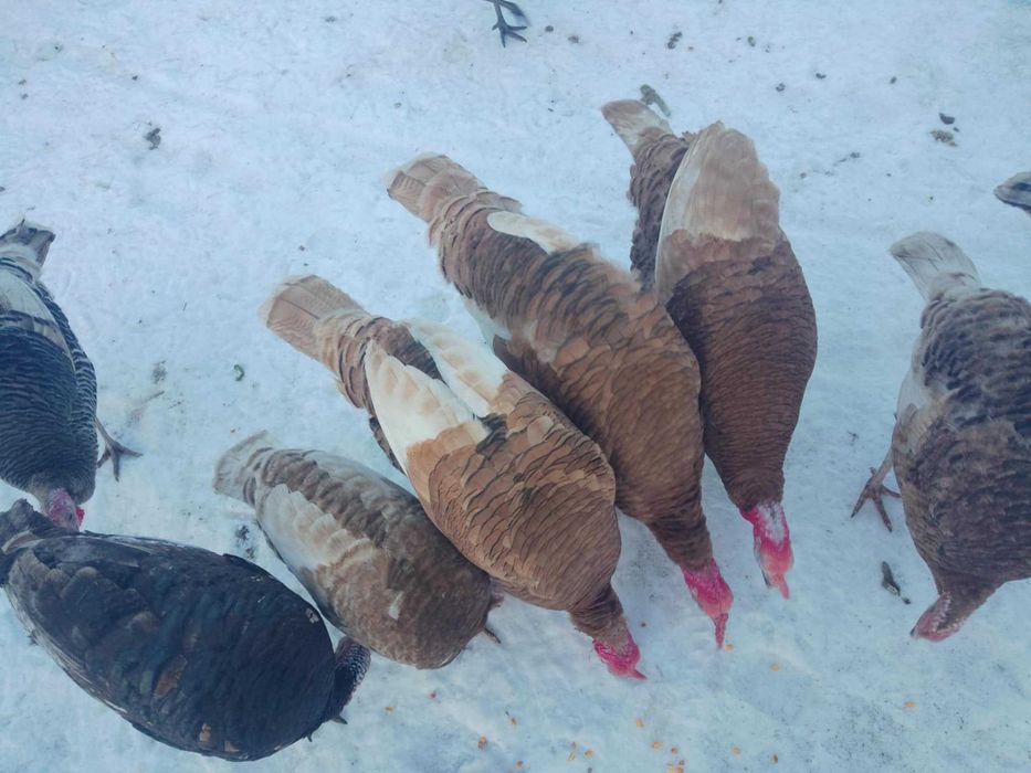 Sprzedam indora lub indykę