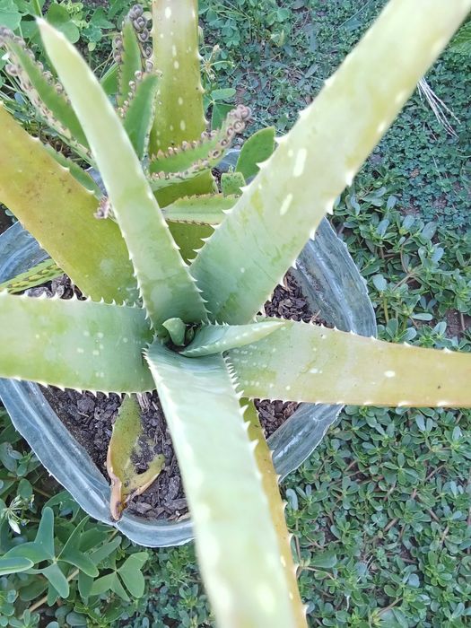 Aloe vera planta exterior