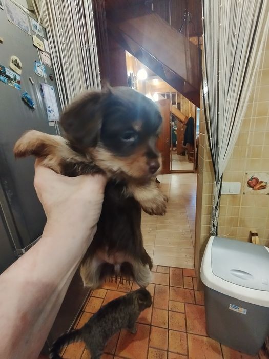 Безкоштовно. Дівчата красуні в гарну родину