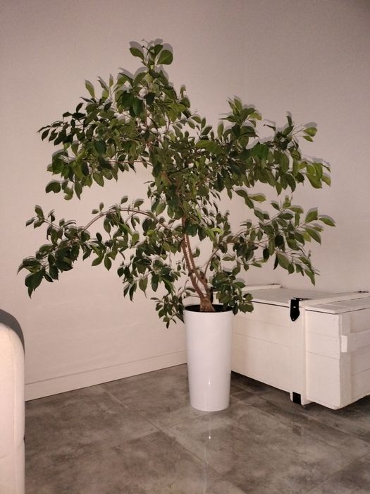 Fikus Benjamin 9-letni.