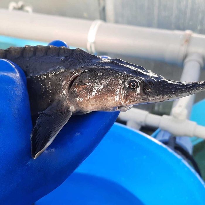 Рибна ферма вирощує осетра