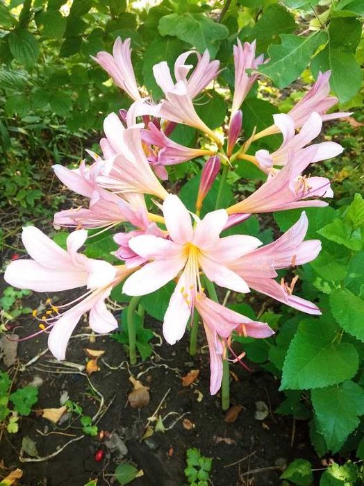 Луковичные комнатные(Зефирантес)