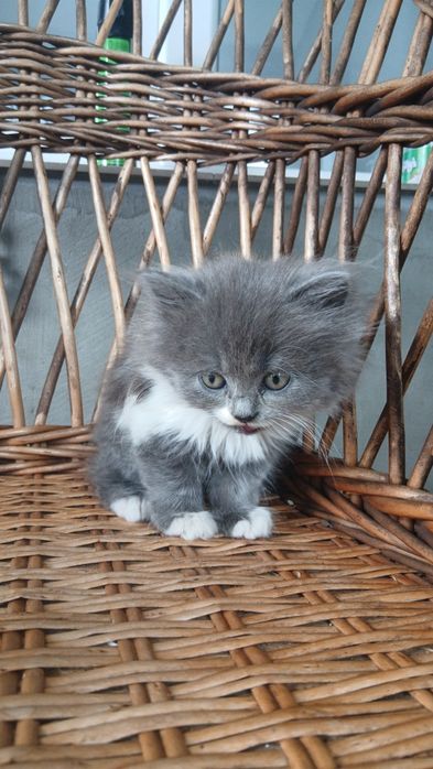 Котик.   2 міс.             .