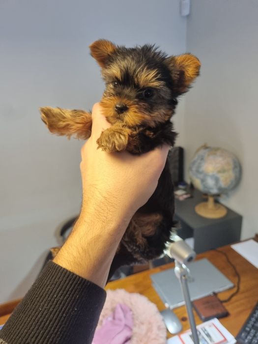 Yorkshire Terrier Mini
