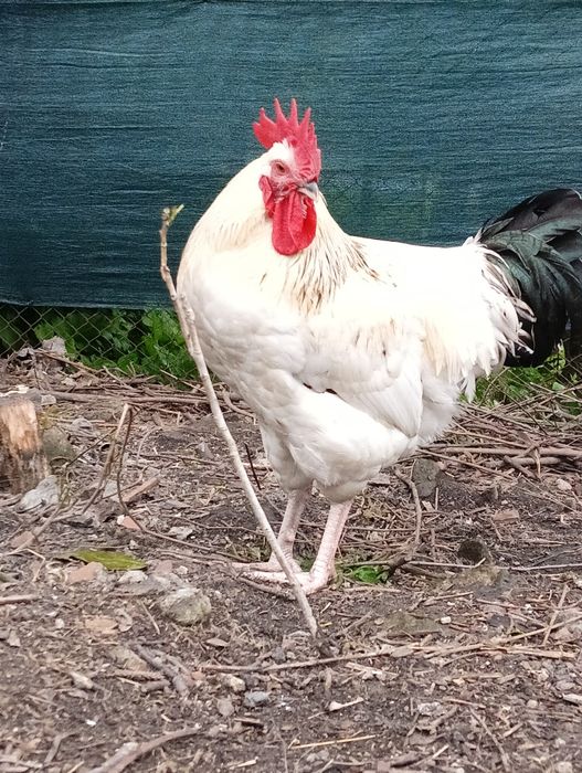 Jaja wiejskie z wolnego wybiegu