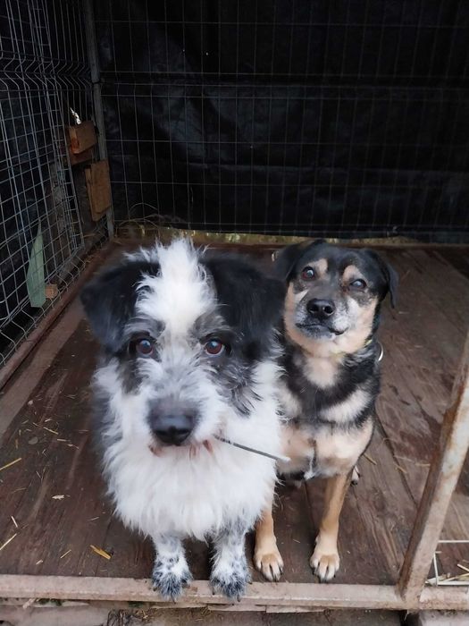 Bolek - spokojny pies szuka kochającego domu!