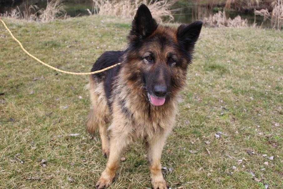 095505 Żania do adopcji