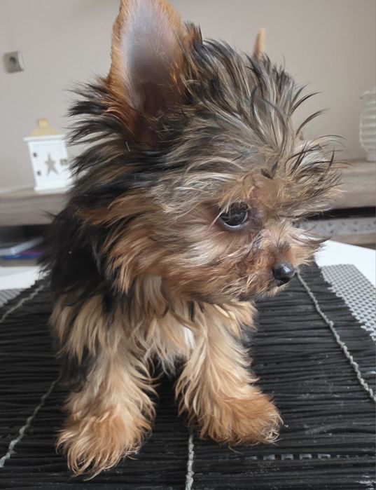 Cudna mini dziewczynka york