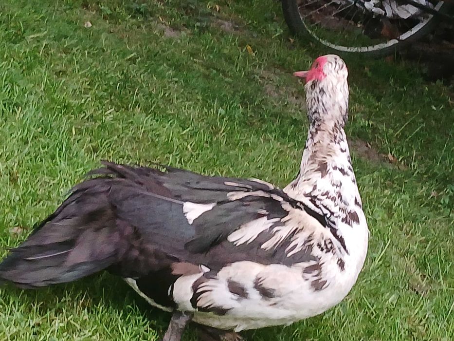 KACZOR piżmowy (Cairina moschata),