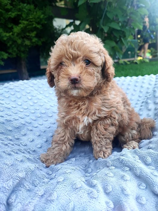 Maltipoo chłopiec xxs