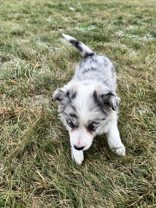 szczeniak border collie