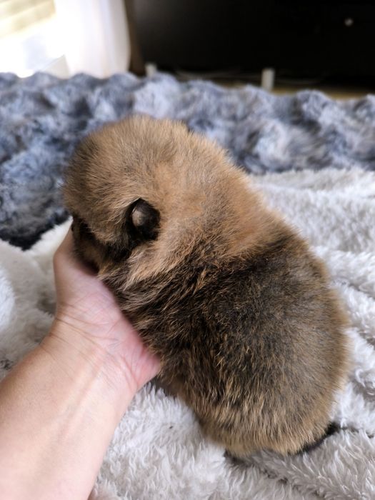 Spitz anão.Lulu da Pomerânia. Menino Mini com LOP e Afixo