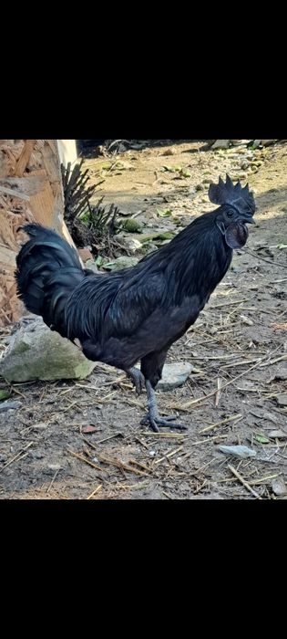 Ovos Férteis Ayam Cemani | A Galinha Preta Rara em Apúlia!