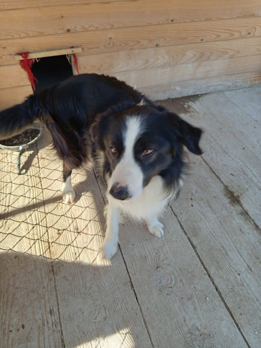 Owczarek Border Collie,pies krycie