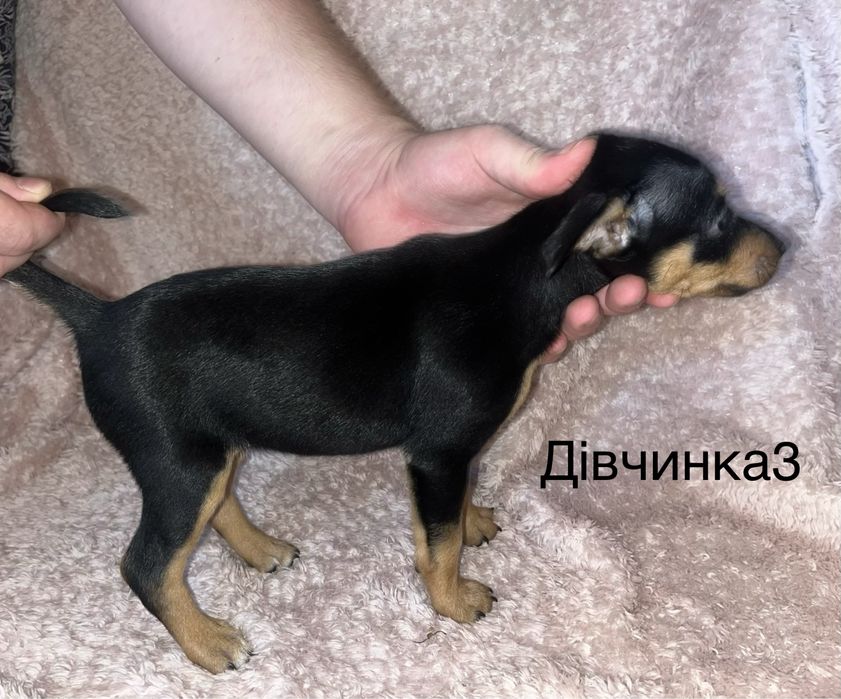 Цвергпінчер цуценятка