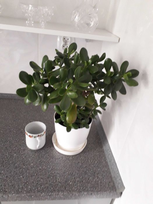 Drzewko szczęścia/ grubosz