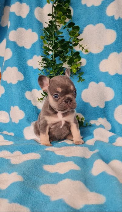 Excelente  blue tan Bulldog/Bouledogue Frances de Qualidade