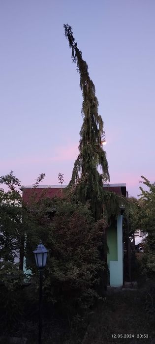 Cyprysik nutkajski 6,5m tuja