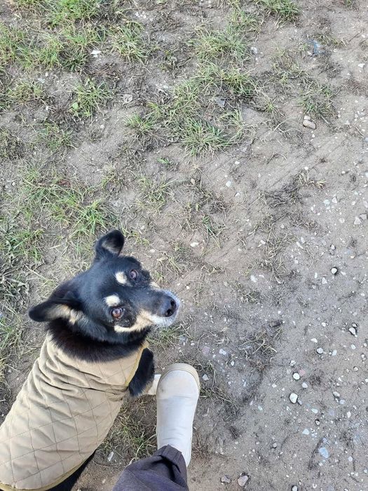Seniorek szuka domku, siedzi w zimnym kojcu
Wiek: o