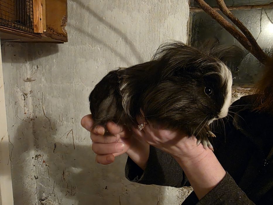 Sprzedam świnke morską widoczne na zdjęciach