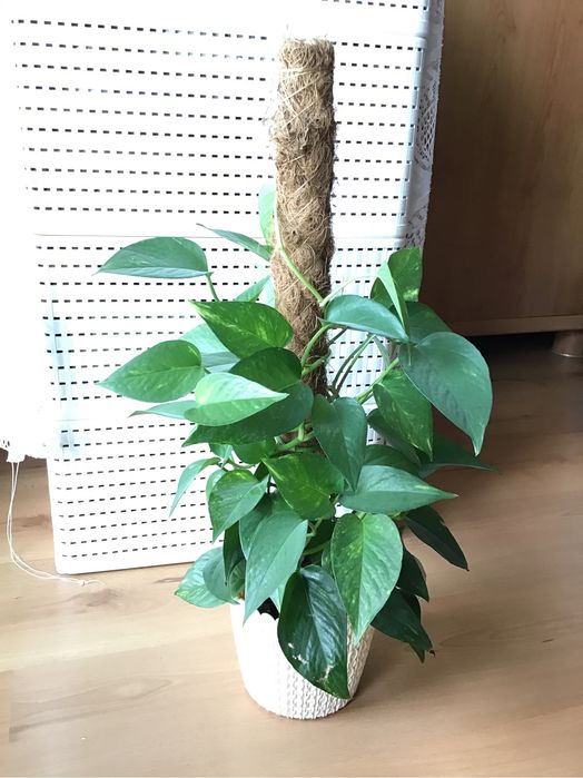 SCINDAPSUS epipremnum pnacze