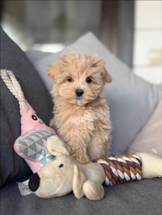 Мальтіпу F1 F2 baby face mini micro