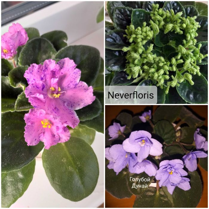 Фиалки набор с/с листочков