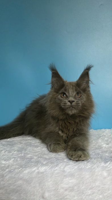 Элитная девочка мейн кун