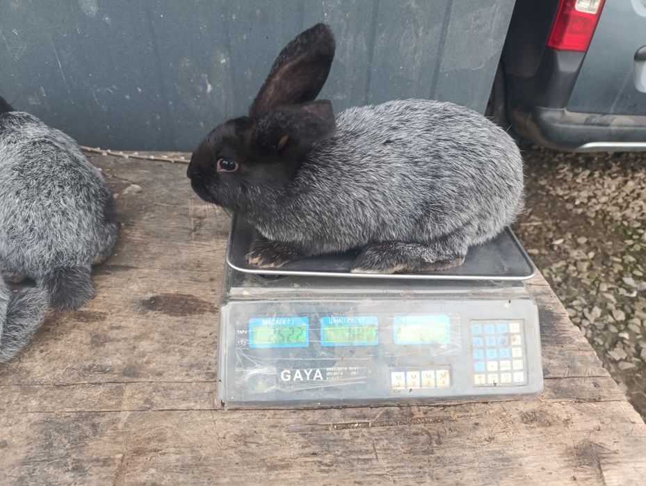 Продаю кролі полтавське срібло