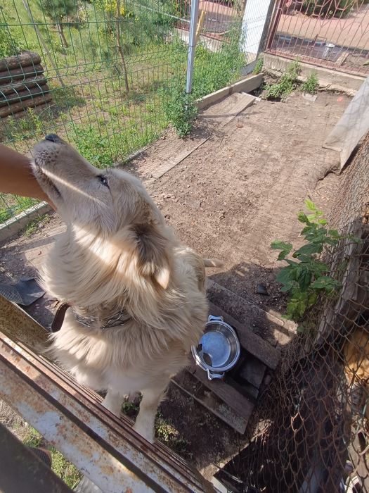Średniej wielkości pies