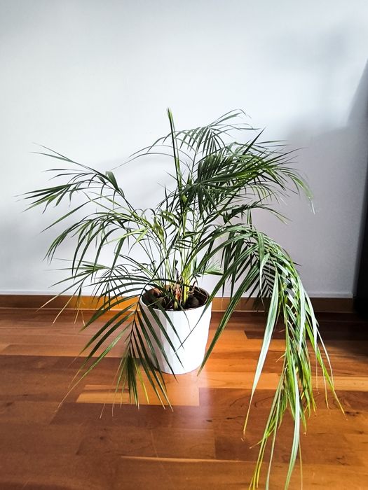Planta palmeira Areca