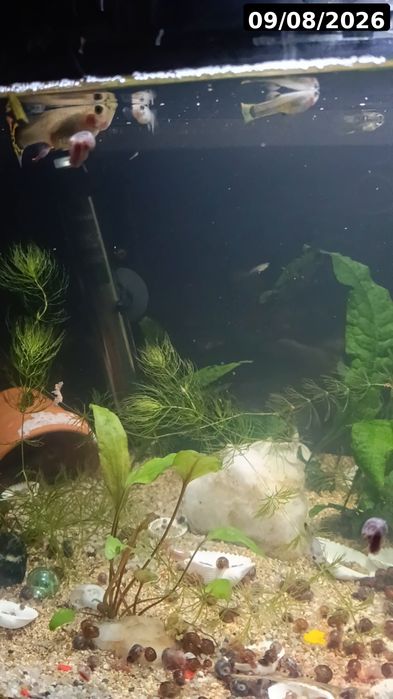 Guppies / Lebistes – Jovens 2 meses | Packs desde 1€