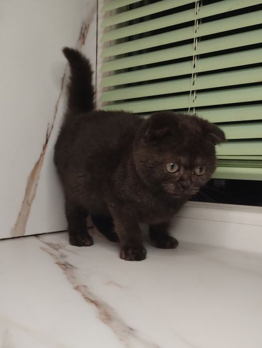 Чистокровна шотландська принцеса з ВАКЦИНАЦІЄЮ