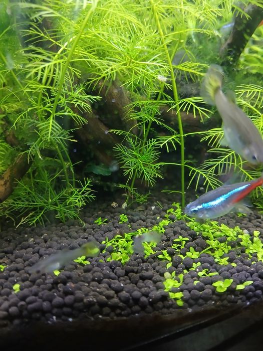 Guppys     Endler