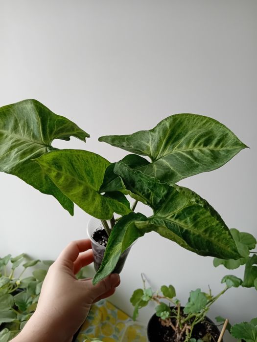 Сингоніум кімнатна рослина в наявності