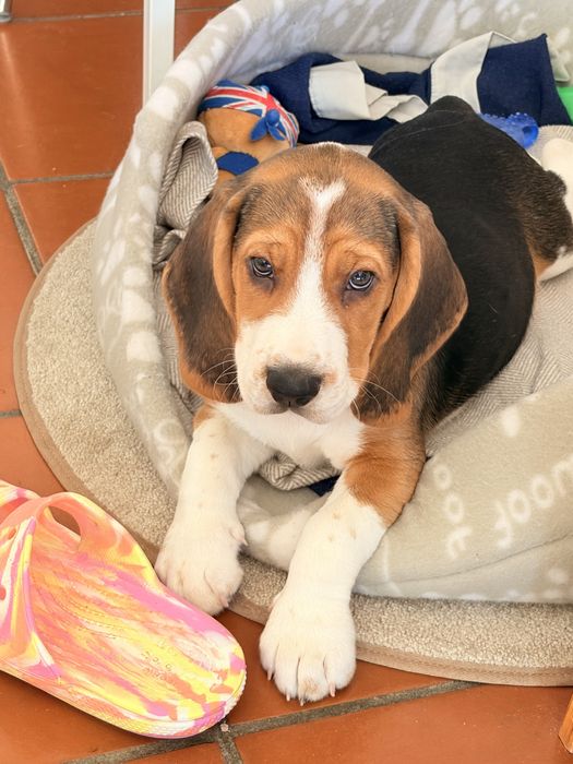 Filhote Beagle macho de 2 meses