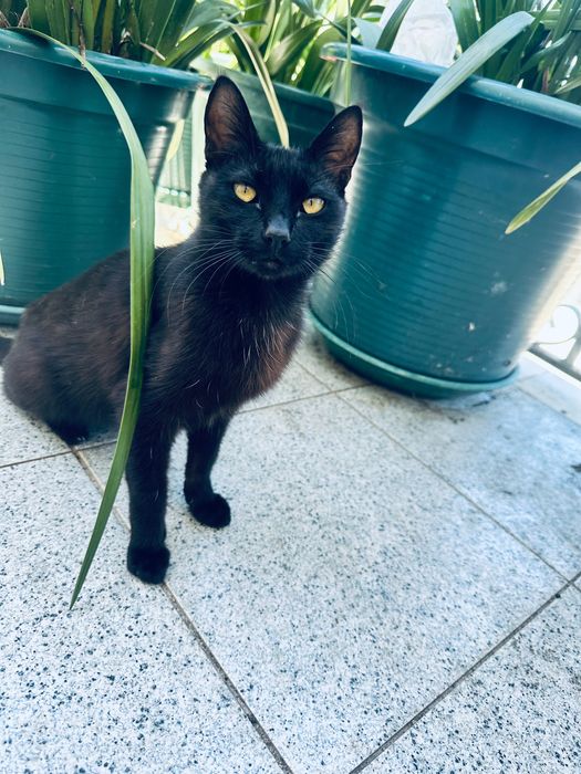 Gata para adoção