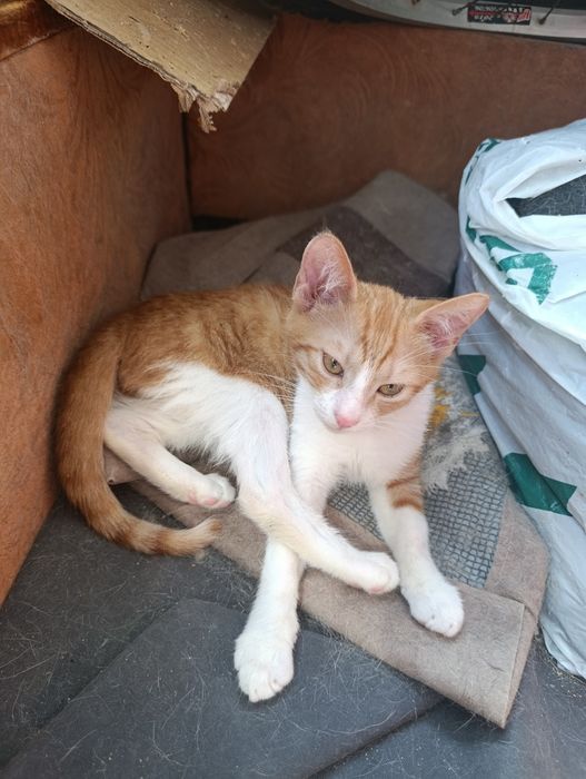 Кошеня. Кіт. Киця