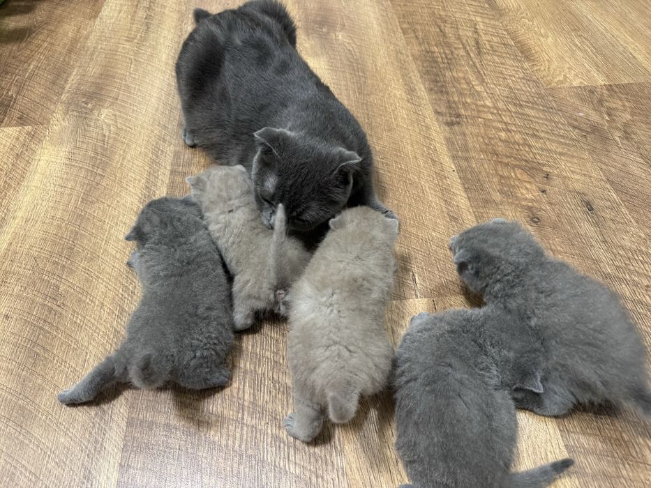 шотландські висловухі