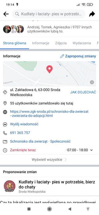 Koty, kotki do adopcji