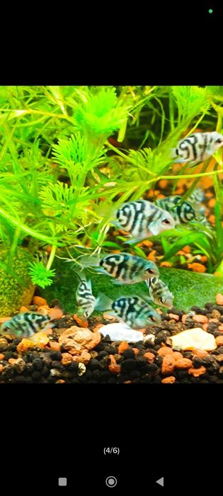 Pielęgnica papuzia Tiger