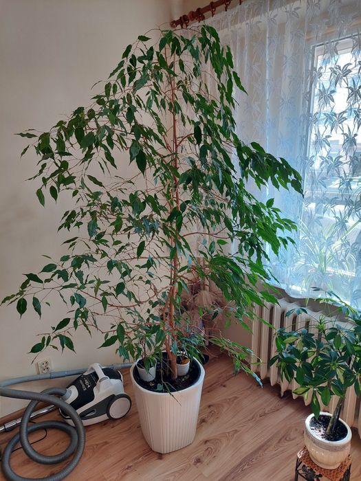 Sprzedam Kwiat FICUS Benjamina