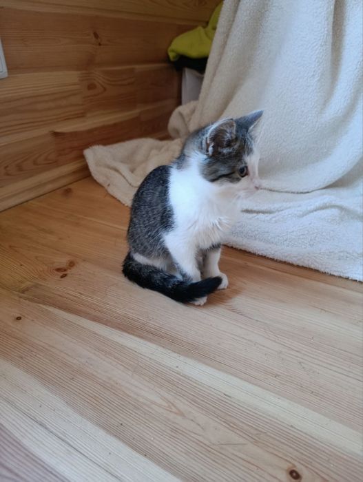 Кошенятко в добрі руки