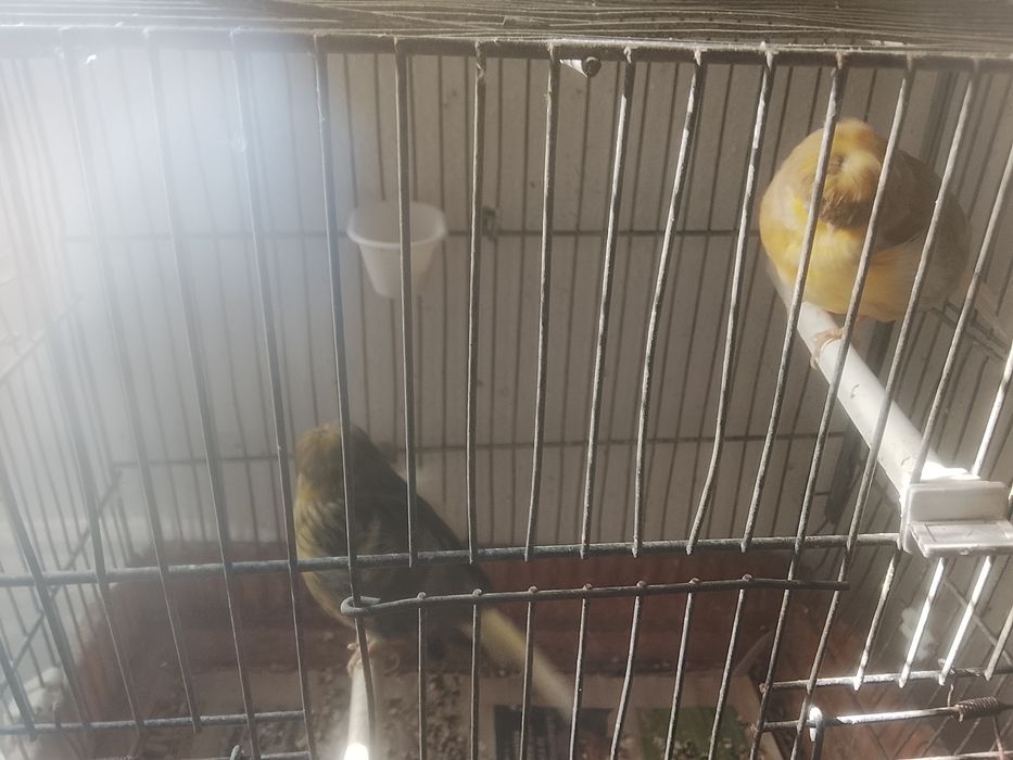 Canarios casal deste ano