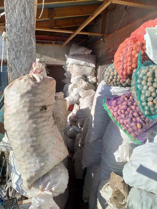 горіхи волоські бойний