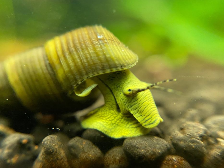 Caracol Tylomelania para aquario